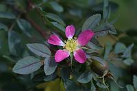  (C) 2006 by G. Doczkal, 
Wilde Rose, 
48.883621°N/8.319493°E, Wasserloch bei Malsch, Baden-Württemberg, Germany