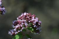  (C) 2006 by G. Doczkal, 
Blume, 
48.883621°N/8.319493°E, Wasserloch bei Malsch, Baden-Württemberg, Germany