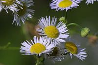  (C) 2006 by G. Doczkal, 
Blume, 
48.883621°N/8.319493°E, Wasserloch bei Malsch, Baden-Württemberg, Germany