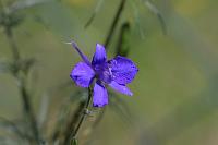  (C) 2006 by G. Doczkal, 
Blume, 
48.883621°N/8.319493°E, Wasserloch bei Malsch, Baden-Württemberg, Germany