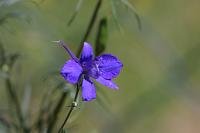  (C) 2006 by G. Doczkal, 
Blume, 
48.883621°N/8.319493°E, Wasserloch bei Malsch, Baden-Württemberg, Germany