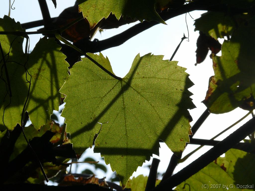 20071008-155621-82