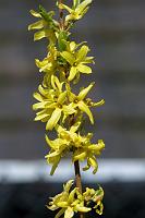  (C) 2007 by G. Doczkal, 
Forsythien, 
48.883621°N/8.319493°E, Wasserloch bei Malsch, Baden-Württemberg, Germany