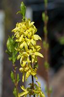  (C) 2007 by G. Doczkal, 
Forsythien, 
48.883621°N/8.319493°E, Wasserloch bei Malsch, Baden-Württemberg, Germany
