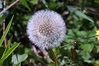  (C) 2007 by G. Doczkal, 
Pusteblume (Fruchtstand des Löwenzahns), 
48.883621°N/8.319493°E, Wasserloch bei Malsch, Baden-Württemberg, Germany