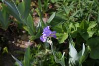  (C) 2007 by G. Doczkal, 
Blaue Iris (Schwertlilie), 
48.883621°N/8.319493°E, Wasserloch bei Malsch, Baden-Württemberg, Germany