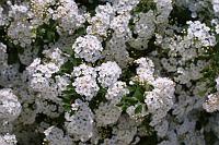  (C) 2007 by G. Doczkal, 
Brautspiere (Spiraea x cinerea), 
48.883621°N/8.319493°E, Wasserloch bei Malsch, Baden-Württemberg, Germany