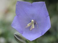  (C) 2007 by G. Doczkal, 
Glockenblume, 
mit IrfanView geschärft, 
48.883621°N/8.319493°E, Wasserloch bei Malsch, Baden-Württemberg, Germany