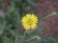  (C) 2007 by G. Doczkal, 
Blüte, 
48.883621°N/8.319493°E, Wasserloch bei Malsch, Baden-Württemberg, Germany