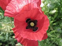  (C) 2007 by G. Doczkal, 
Klatschmohn, 
48.883621°N/8.319493°E, Wasserloch bei Malsch, Baden-Württemberg, Germany