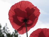  (C) 2007 by G. Doczkal, 
Klatschmohn im Gegenlicht, 
48.883621°N/8.319493°E, Wasserloch bei Malsch, Baden-Württemberg, Germany