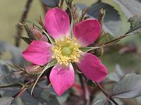  (C) 2007 by G. Doczkal, 
Wilde Rose, 
48.883621°N/8.319493°E, Wasserloch bei Malsch, Baden-Württemberg, Germany