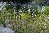  (C) 2007 by G. Doczkal, 
Wildblumen, 
48.883621°N/8.319493°E, Wasserloch bei Malsch, Baden-Württemberg, Germany