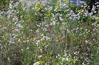  (C) 2007 by G. Doczkal, 
Wildblumen, 
48.883621°N/8.319493°E, Wasserloch bei Malsch, Baden-Württemberg, Germany