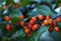  (C) 2007 by G. Doczkal, 
Stechlaub (Ilex) mit Früchten, 
48.883621°N/8.319493°E, Wasserloch bei Malsch, Baden-Württemberg, Germany
