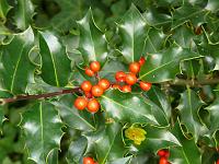  (C) 2007 by G. Doczkal, 
Stechlaub (Ilex) mit Früchten, 
48.883621°N/8.319493°E, Wasserloch bei Malsch, Baden-Württemberg, Germany