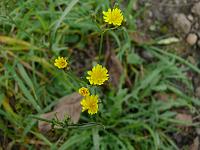  (C) 2007 by G. Doczkal, 
Blüten, 
48.883621°N/8.319493°E, Wasserloch bei Malsch, Baden-Württemberg, Germany