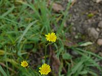  (C) 2007 by G. Doczkal, 
Blüten, 
48.883621°N/8.319493°E, Wasserloch bei Malsch, Baden-Württemberg, Germany