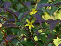  (C) 2007 by G. Doczkal, 
Forsythien, 
48.883621°N/8.319493°E, Wasserloch bei Malsch, Baden-Württemberg, Germany