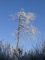  (C) 2007 by G. Doczkal, 
Winterimpressionen, 
Eichelberg bei Waldprechtsweier, Baden-Württemberg, Germany