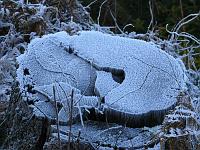  (C) 2007 by G. Doczkal, 
Winterimpressionen, 
Eichelberg bei Waldprechtsweier, Baden-Württemberg, Germany