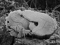 (C) 2007 by G. Doczkal, 
Winterimpressionen, 
Farbeffekt schwarz-weiss, 
Eichelberg bei Waldprechtsweier, Baden-Württemberg, Germany
