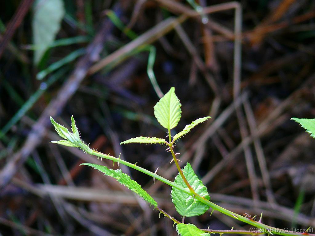20080802-100603-16