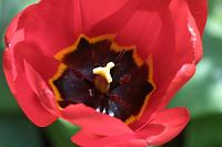  (C) 2008 by G. Doczkal, 
Tulpe, 
48.883621°N/8.319493°E, Wasserloch bei Malsch, Baden-Württemberg, Germany