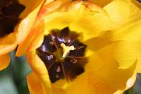  (C) 2008 by G. Doczkal, 
Tulpe, 
48.883621°N/8.319493°E, Wasserloch bei Malsch, Baden-Württemberg, Germany