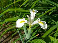  (C) 2008 by G. Doczkal, 
Weisse Iris, 
48.883621°N/8.319493°E, Wasserloch bei Malsch, Baden-Württemberg, Germany