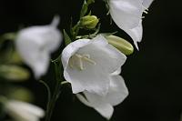  (C) 2008 by G. Doczkal, 
Glockenblume, 
48.883621°N/8.319493°E, Wasserloch bei Malsch, Baden-Württemberg, Germany