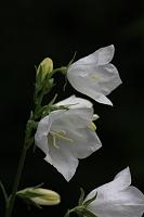  (C) 2008 by G. Doczkal, 
Glockenblume, 
48.883621°N/8.319493°E, Wasserloch bei Malsch, Baden-Württemberg, Germany