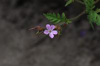  (C) 2008 by G. Doczkal, 
Blume, 
48.883621°N/8.319493°E, Wasserloch bei Malsch, Baden-Württemberg, Germany