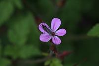  (C) 2008 by G. Doczkal, 
Bockkäfer auf Blüte, 
48.883621°N/8.319493°E, Wasserloch bei Malsch, Baden-Württemberg, Germany