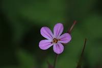  (C) 2008 by G. Doczkal, 
Blüte, 
48.883621°N/8.319493°E, Wasserloch bei Malsch, Baden-Württemberg, Germany
