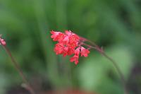  (C) 2008 by G. Doczkal, 
Blume, 
48.883621°N/8.319493°E, Wasserloch bei Malsch, Baden-Württemberg, Germany
