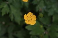  (C) 2008 by G. Doczkal, 
Butterblume (Hahnenfuss), 
48.883621°N/8.319493°E, Wasserloch bei Malsch, Baden-Württemberg, Germany
