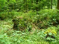  (C) 2008 by G. Doczkal, 
Alter Baumstumpf, 
Klingen bei Malsch, Baden-Württemberg, Germany