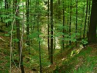  (C) 2008 by G. Doczkal, 
Blick in die Heckelbachklamm, 
Klingen bei Malsch, Baden-Württemberg, Germany
