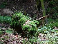  (C) 2008 by G. Doczkal, 
Alter Baumstumpf, 
Klingen bei Malsch, Baden-Württemberg, Germany