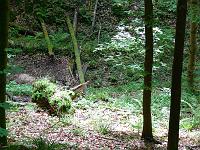  (C) 2008 by G. Doczkal, 
Blick in die Heckelbachklamm, 
Klingen bei Malsch, Baden-Württemberg, Germany