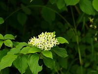  (C) 2008 by G. Doczkal, 
Weisse Blüten, 
Vorbergzone bei Waldprechtsweier, Baden-Württemberg, Germany