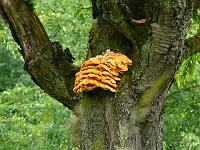  (C) 2008 by G. Doczkal, 
Kirschbaum mit Pilzen, 
Vorbergzone bei Waldprechtsweier, Baden-Württemberg, Germany