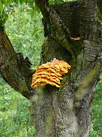  (C) 2008 by G. Doczkal, 
Kirschbaum mit Pilzen, 
Vorbergzone bei Waldprechtsweier, Baden-Württemberg, Germany