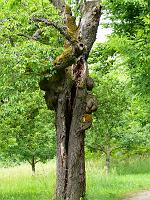  (C) 2008 by G. Doczkal, 
Alter Baum, 
Bruchweg bei Malsch, Baden-Württemberg, Germany