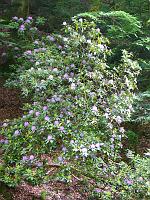  (C) 2008 by G. Doczkal, 
Rhododendren, 
Grobbachtal bei Baden-Baden, Baden-Württemberg, Germany
