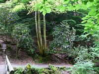  (C) 2008 by G. Doczkal, 
Rhododendren, 
Grobbachtal bei Baden-Baden, Baden-Württemberg, Germany