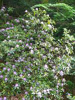  (C) 2008 by G. Doczkal, 
Rhododendren, 
Grobbachtal bei Baden-Baden, Baden-Württemberg, Germany