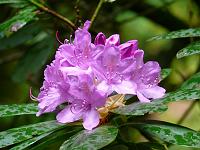  (C) 2008 by G. Doczkal, 
Rhododendron, 
Grobbachtal bei Baden-Baden, Baden-Württemberg, Germany