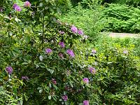  (C) 2008 by G. Doczkal, 
Rhododendren, 
Grobbachtal bei Baden-Baden, Baden-Württemberg, Germany